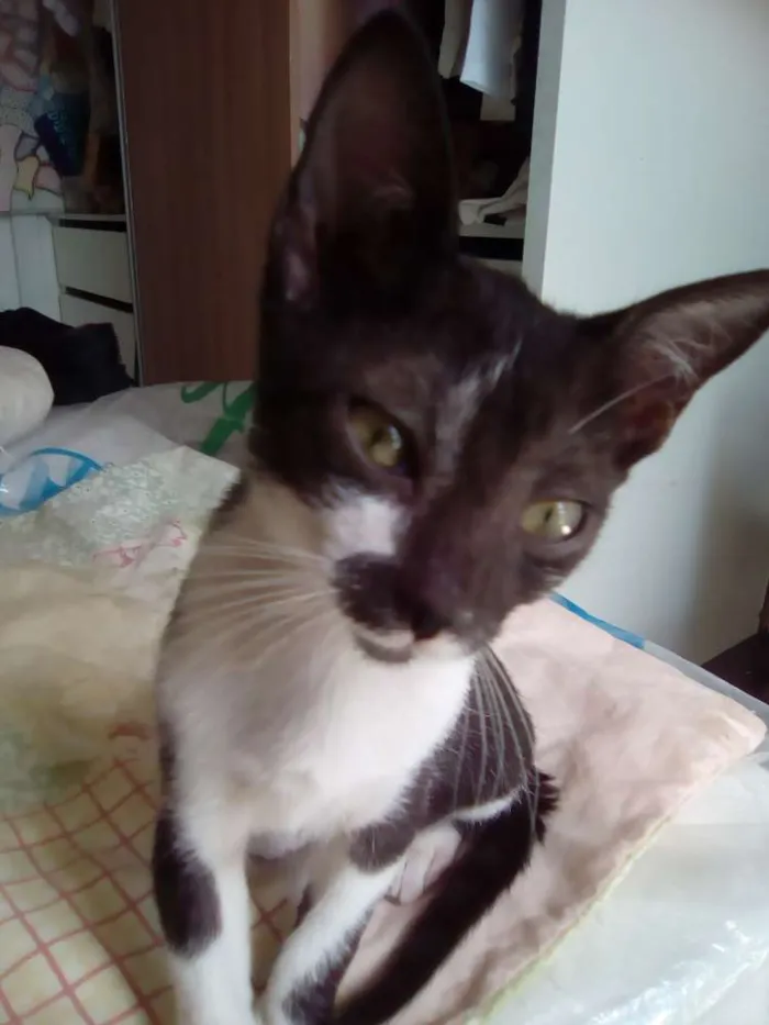 Gato raça Srd idade 2 a 6 meses nome Mia