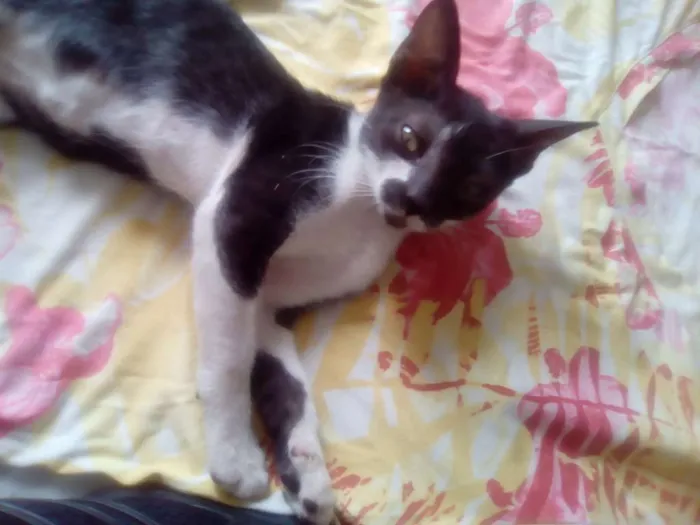 Gato raça Srd idade 2 a 6 meses nome Mia