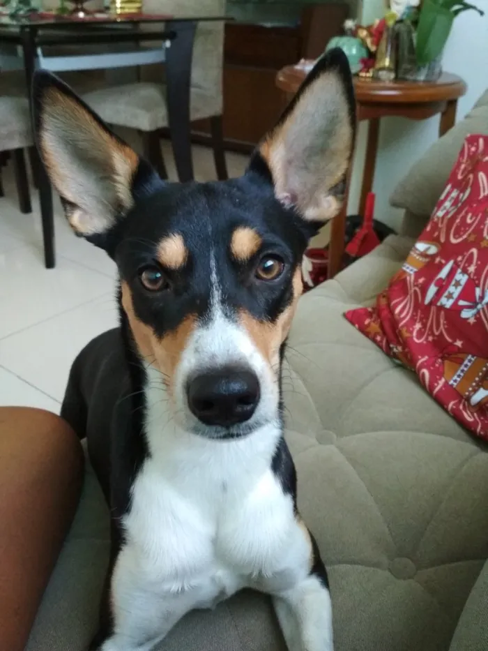 Cachorro ra a Vira lata idade 2 anos nome Led