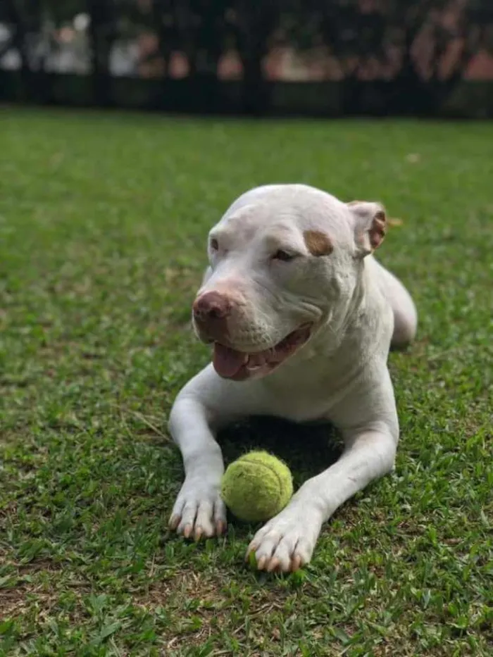 Cachorro ra a Pit bull idade 2 anos nome Branca