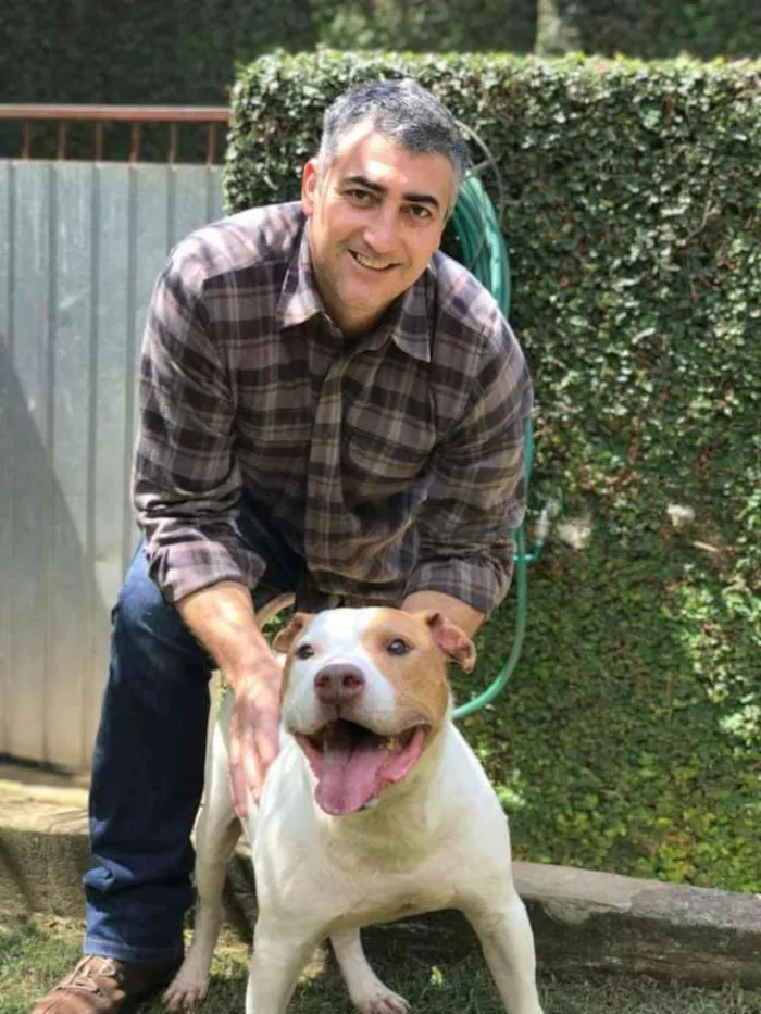 Cachorro ra a Pit bull idade 5 anos nome Bosco
