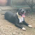 Bianca