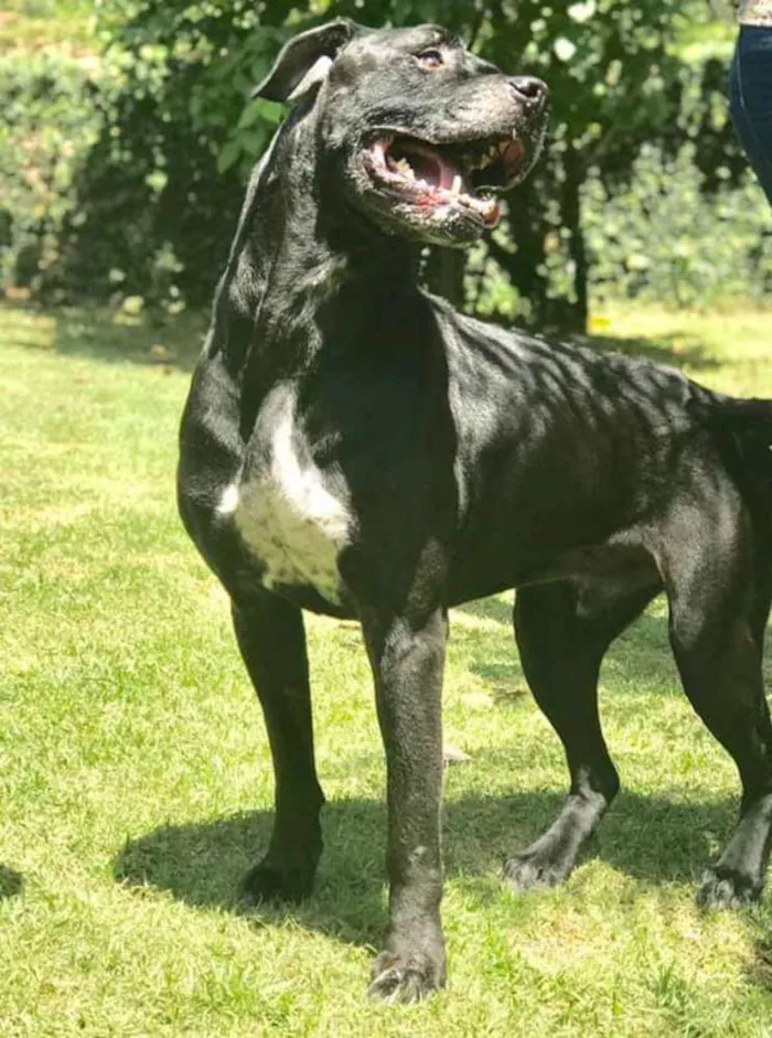 Cachorro ra a Pit bull idade 6 ou mais anos nome Bernardo