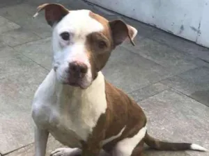 Cachorro raça Pit bull idade 5 anos nome Bebeta