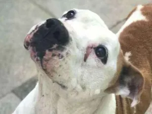 Cachorro raça Pit bull idade 6 ou mais anos nome Binho