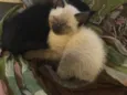Princess& Alice