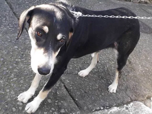 Cachorro ra a Vira latinha idade 1 ano nome Jade