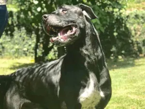 Cachorro raça Pit bull idade 6 ou mais anos nome Bernardo