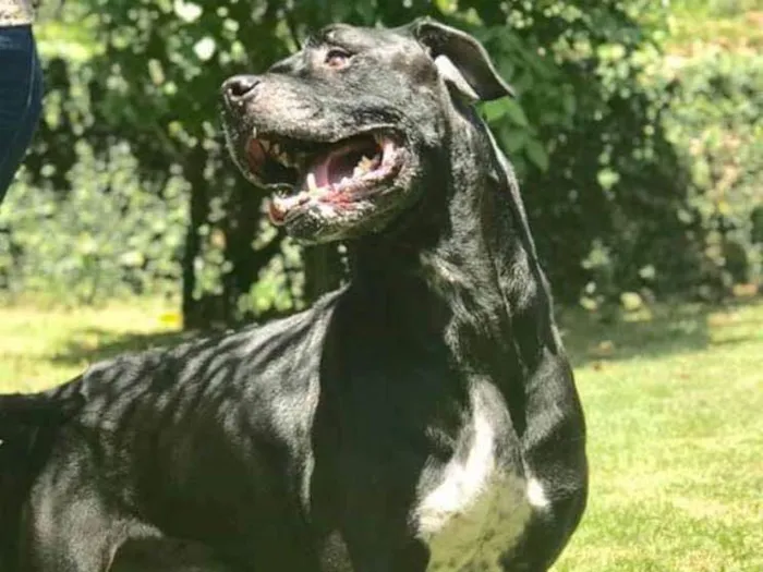 Cachorro ra a Pit bull idade 6 ou mais anos nome Bernardo