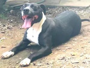 Cachorro raça Pit bull idade 2 anos nome Bianca