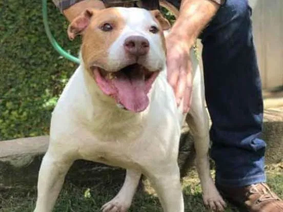 Cachorro ra a Pit bull idade 5 anos nome Bosco