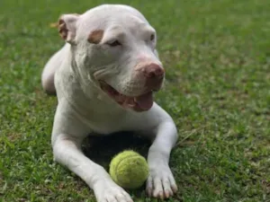 Cachorro raça Pit bull idade 2 anos nome Branca