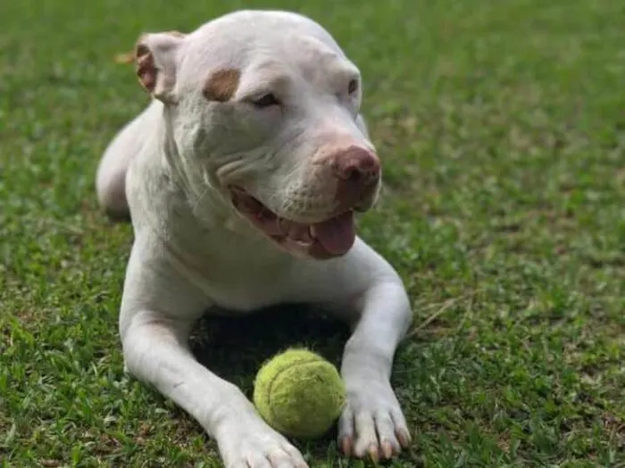 Cachorro ra a Pit bull idade 2 anos nome Branca