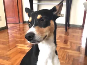 Cachorro raça Vira lata idade 2 anos nome Led