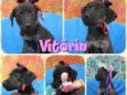 Vitória