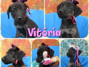 Cachorro raça Srd idade 2 a 6 meses nome Vitória
