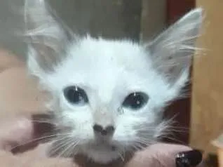 Gato ra a SRD idade 2 a 6 meses nome Ainda não demos nome