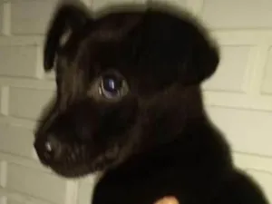 Cachorro raça Srd idade 2 a 6 meses nome Sem nome