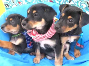 Cachorro raça Srd  idade Abaixo de 2 meses nome Tony, Bruce e Luca