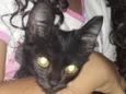 Tekila 
