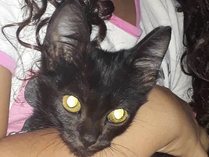 Gato ra a Gato preto  idade 2 a 6 meses nome Tekila 