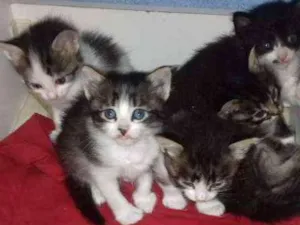 Gato raça RND idade 2 a 6 meses nome sem nome