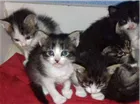Gato raça RND idade 2 a 6 meses nome sem nome