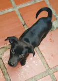 Puppy