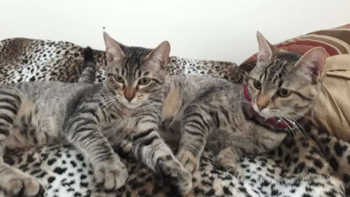Gato ra a Srd idade 2 a 6 meses nome Guto e Melinda