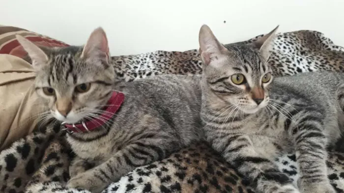 Gato ra a Srd idade 2 a 6 meses nome Guto e Melinda