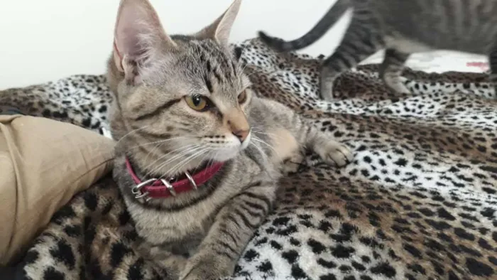 Gato ra a Srd idade 2 a 6 meses nome Guto e Melinda