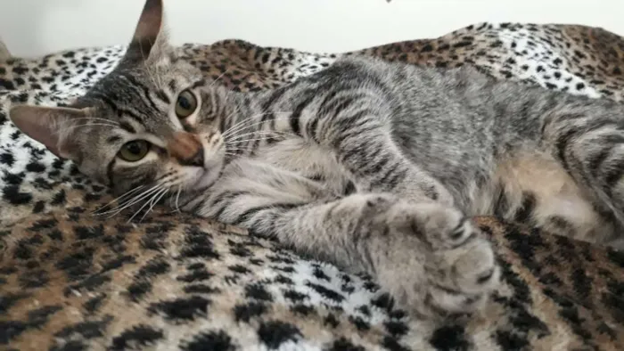 Gato ra a Srd idade 2 a 6 meses nome Guto e Melinda