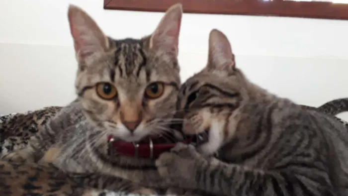 Gato ra a Srd idade 2 a 6 meses nome Guto e Melinda