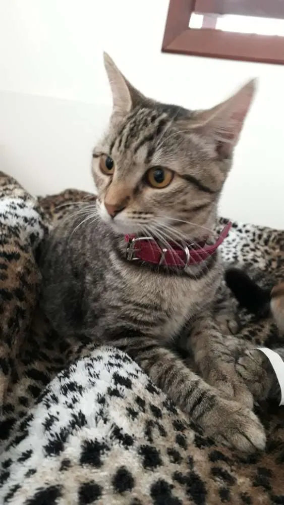 Gato ra a Srd idade 2 a 6 meses nome Guto e Melinda