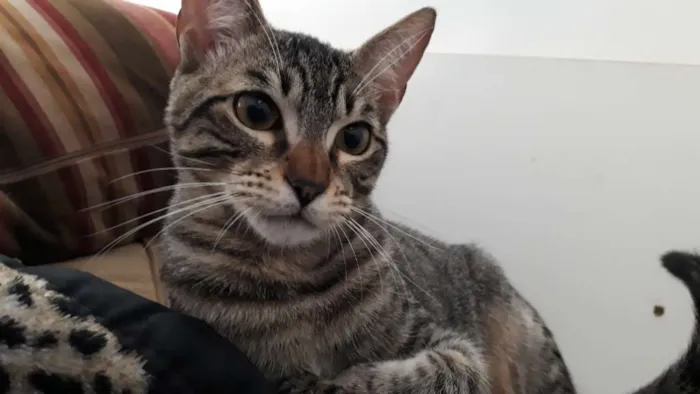 Gato ra a Srd idade 2 a 6 meses nome Guto e Melinda