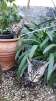 Guto e Melinda