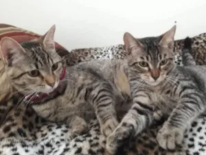 Gato raça Srd idade 2 a 6 meses nome Guto e Melinda