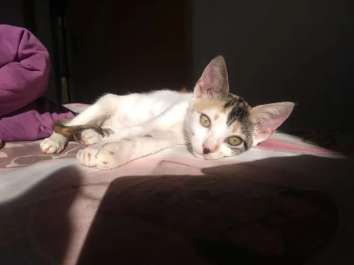 Gato ra a SRD idade 2 a 6 meses nome Flor