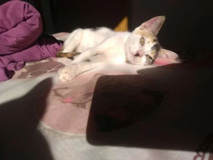 Gato ra a SRD idade 2 a 6 meses nome Flor