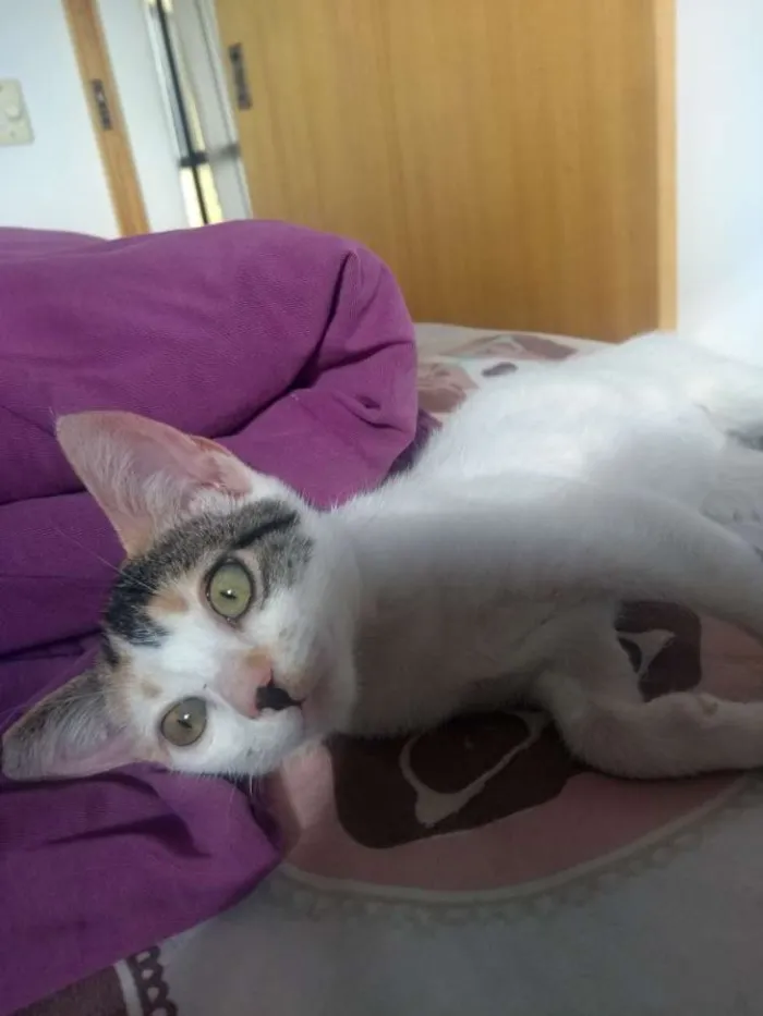 Gato ra a SRD idade 2 a 6 meses nome Flor
