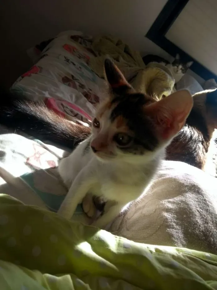 Gato ra a SRD idade 2 a 6 meses nome Flor
