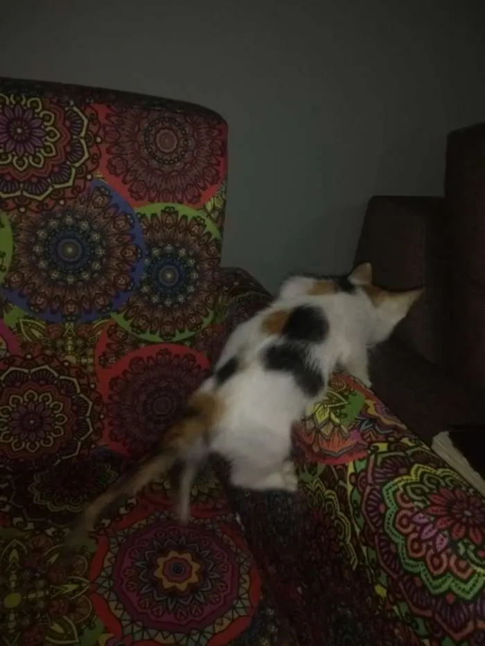 Gato ra a SRD idade 2 a 6 meses nome Flor