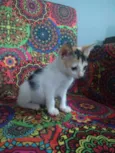 Flor
