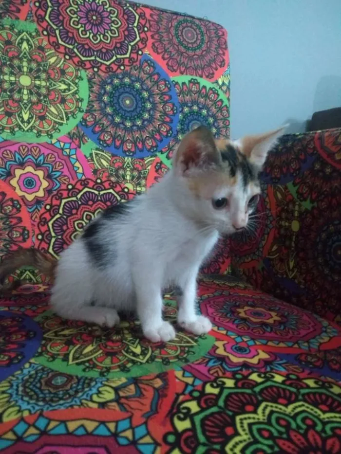 Gato ra a SRD idade 2 a 6 meses nome Flor