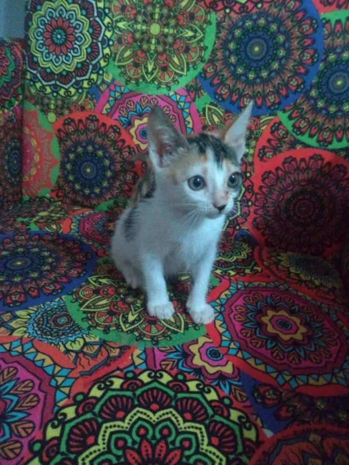 Gato ra a SRD idade 2 a 6 meses nome Flor