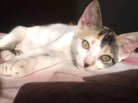 Gato ra a SRD idade 2 a 6 meses nome Flor