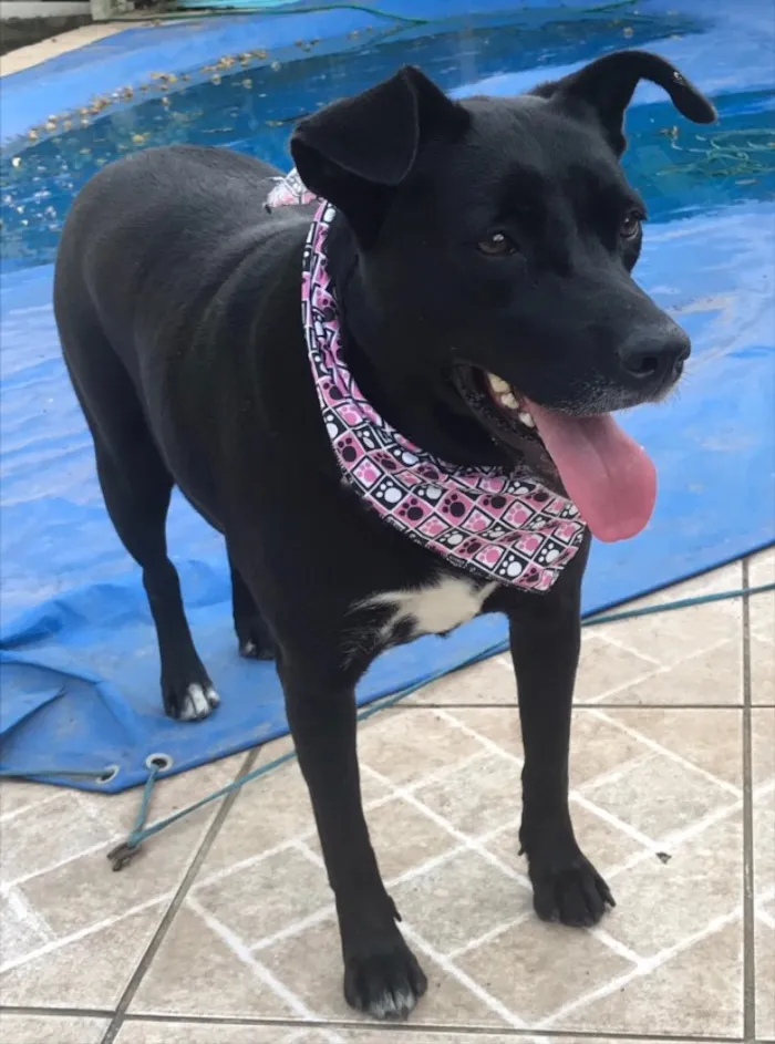 Cachorro ra a VIRA-LATA  idade  nome MAJU