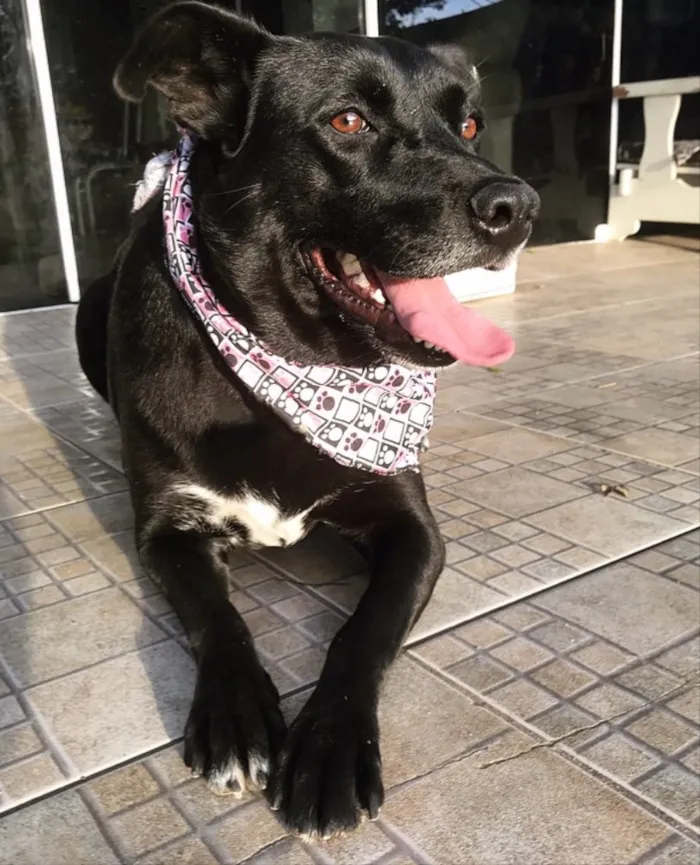 Cachorro ra a VIRA-LATA  idade  nome MAJU