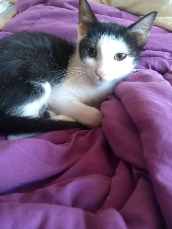 Gato ra a SRD idade 2 a 6 meses nome Jeni 