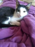 Jeni